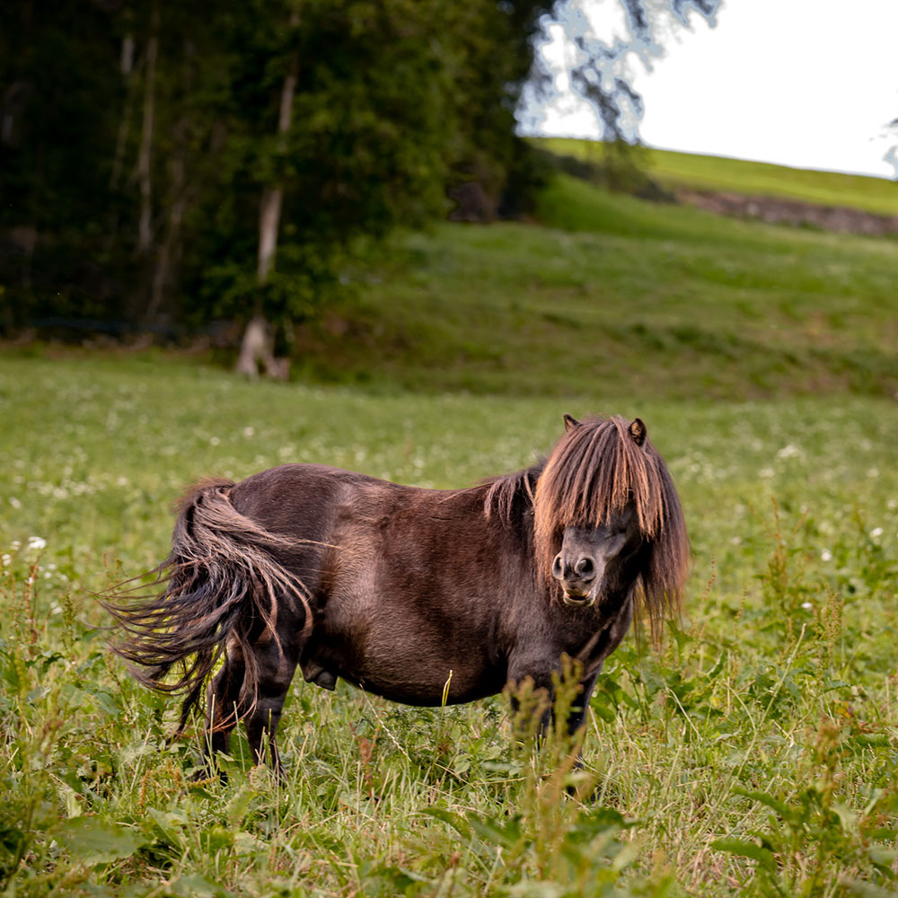 pony am stillehof